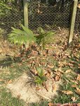 Dypsis lanceolata 