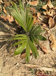 Dypsis lanceolata 