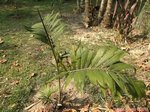 Dypsis lanceolata 