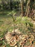 Dypsis lanceolata 