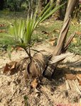 Dypsis lanceolata 