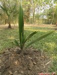 Syagrus botryophora 