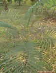 Rhopaloblaste ceramica 
