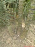 Dypsis madagascariensis clumping