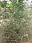 Rhapis multifida 