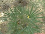 Rhapis multifida 