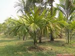Sabal palmetto