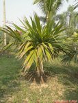 Sabal palmetto