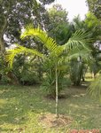 Dypsis pembana solitaire 