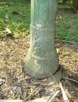 Dypsis pembana solitaire 