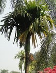 Areca catechu dwarf * Variété de Thaïlande * Fruits ronds