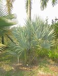 Serenoa rupens silver-blue form�