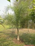 Syagrus litoralis 