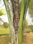 Syagrus litoralis 