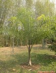 Syagrus litoralis 