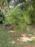 Rhapis multifida 