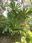 Licuala pahangensis 