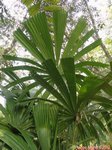 Licuala pahangensis 