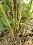 Licuala pahangensis 