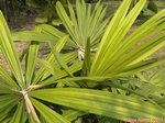 Borassodendron machadonis 