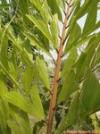 Caryota zebrina 