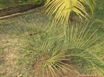 Butia yatay silver 