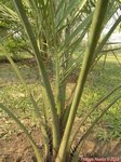 Butia yatay silver 