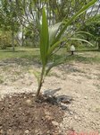 Cocos nucifera var. 'Kati puomroy' * Utilis�e pour le lait, en grappe serr�e