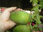 Cocos nucifera var. 'Pueak wan' = Bourre sucre commestible