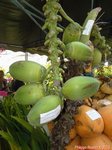 Cocos nucifera var. 'Pueak wan' = Bourre sucre commestible