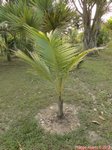Cocos nucifera var. 'Puang tong' = Groupe dor'