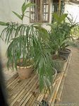 Dypsis lutescens cv. compacta