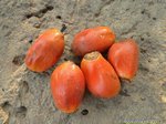 Elaeis guineensis Deli x Nigeria Orange