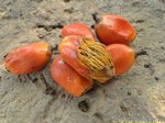 Elaeis guineensis Deli x Nigeria Orange