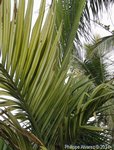 Areca catechu variegata 