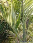 Areca catechu variegata  