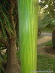 Areca catechu variegata 