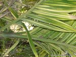 Areca catechu variegata  