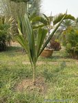 Syagrus amara 