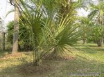 Sabal minor 