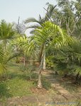 Roystonea oleracea var. venezuelana� 