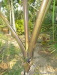Roystonea oleracea var. venezuelana� 