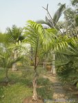 Roystonea oleracea var. venezuelana� 