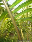Roystonea oleracea var. venezuelana� 