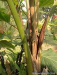 Raphia farinifera ex pedunculata 