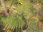 Raphia farinifera ex pedunculata 