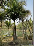 Areca catechu dwarf : Hybride * Variété dwarf du Cambodge X * dwarf Thaïlande