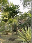 Areca catechu dwarf : Hybride * Variété dwarf du Cambodge X * dwarf Thaïlande