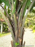 Licuala lauterbachii var. Bougainvillensis