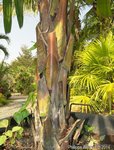 Licuala lauterbachii var. Bougainvillensis